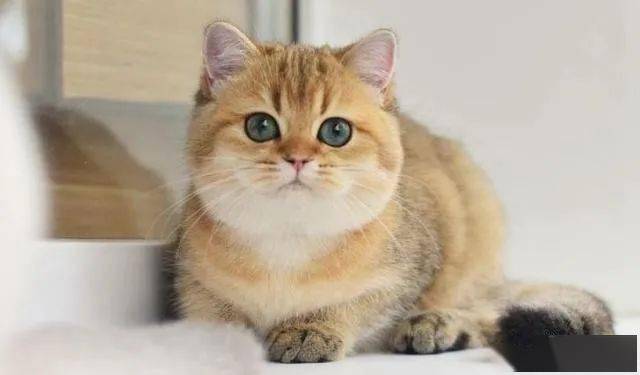 探秘金渐层猫，价格背后的秘密与魅力