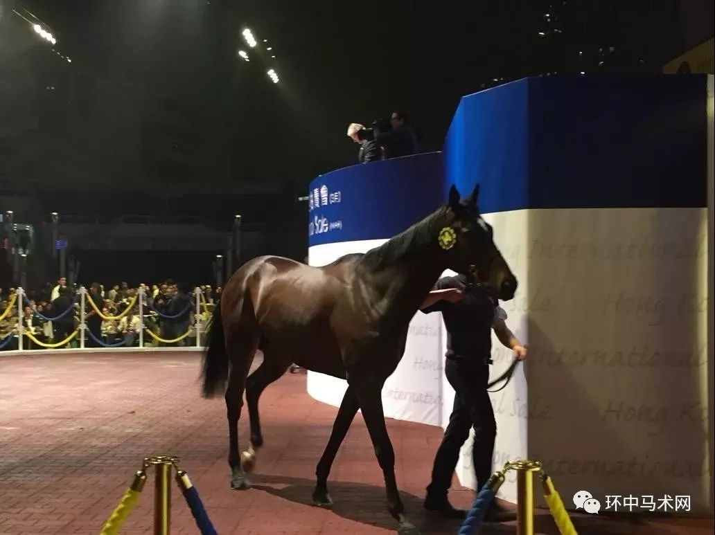 2019年香港赛马资讯，揭秘最准的资料来源