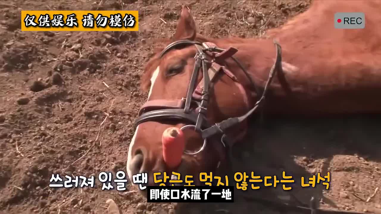 2019年马会免费资料，揭秘背后的真相与风险二o一九年马会全年资料大全